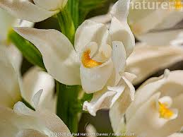 Attēlu rezultāti vaicājumam “Cephalanthera longifolia”