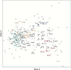 Attēlu rezultāti vaicājumam “Eurhynchiastrum pulchellum macro”