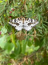 Attēlu rezultāti vaicājumam “Abraxas grossulariata pupa”