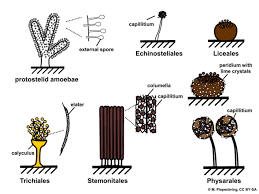 Attēlu rezultāti vaicājumam “Symphytocarpus flaccidus plasmodium”