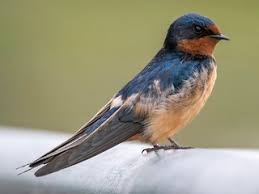 Attēlu rezultāti vaicājumam “Hirundo rustica adult”