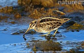 Image result for Lymnocryptes minimus