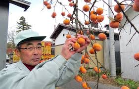 「柿の木利江」の画像検索結果