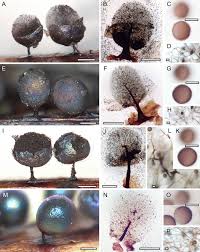 Attēlu rezultāti vaicājumam “Trichia alpina sessile”