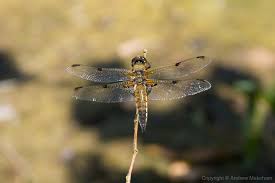 Attēlu rezultāti vaicājumam “Libellula quadrimaculata”