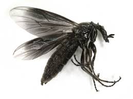 Attēlu rezultāti vaicājumam “Bibionidae”