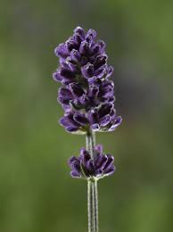 Attēlu rezultāti vaicājumam “Lavandula angustifolia”
