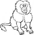 Baboon coloring page