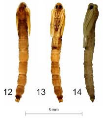 Attēlu rezultāti vaicājumam “Limoniidae”