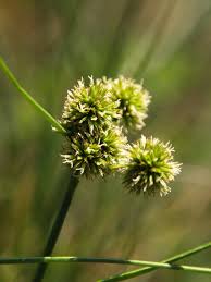 Attēlu rezultāti vaicājumam “Juncus bulbosus flower”