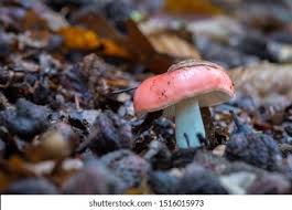 Attēlu rezultāti vaicājumam “Russula vesca”