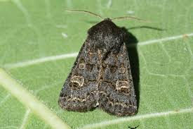 Attēlu rezultāti vaicājumam “Tholera cespitis”