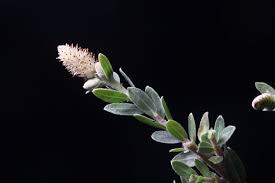 Attēlu rezultāti vaicājumam “Salix x doniana”