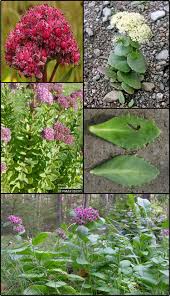 Attēlu rezultāti vaicājumam “Hylotelephium telephium flower”