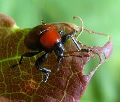 Attēlu rezultāti vaicājumam “Attelabus nitens”