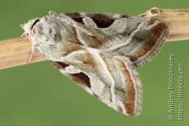 Attēlu rezultāti vaicājumam “Eucarta virgo”