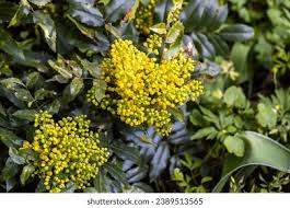Attēlu rezultāti vaicājumam “Mahonia aquifolium bud”