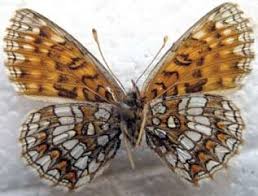 Attēlu rezultāti vaicājumam “Melitaea diamina underside”