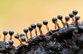 Attēlu rezultāti vaicājumam “Metatrichia floriformis stalked”