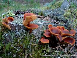 Attēlu rezultāti vaicājumam “Gymnopilus picreus”