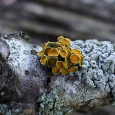 Attēlu rezultāti vaicājumam “Xanthoria polycarpa”