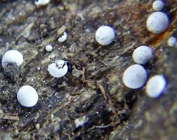 Attēlu rezultāti vaicājumam “Lycogala ustulatum young”