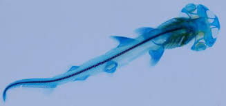 Image result for Sphyrna tiburo