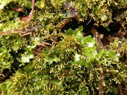 Attēlu rezultāti vaicājumam “Cladopodiella francisci”