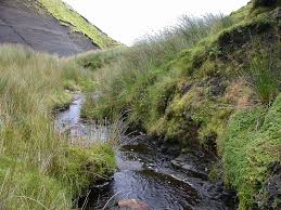 Attēlu rezultāti vaicājumam “Bryum pallens sporophyte”