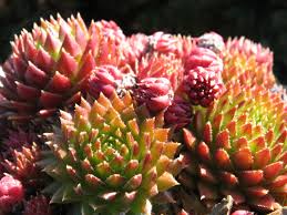 Attēlu rezultāti vaicājumam “Jovibarba globifera”