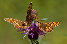 Attēlu rezultāti vaicājumam “Melitaea phoebe”