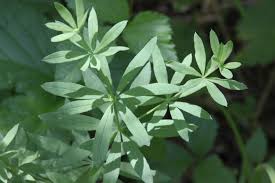 Attēlu rezultāti vaicājumam “Galium schultesii leaf”