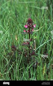 Attēlu rezultāti vaicājumam “Pedicularis palustris fruit”