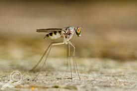 Attēlu rezultāti vaicājumam “Micropezidae”