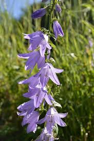 Image result for Campanula rapunculoides