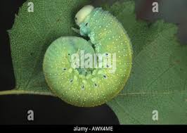 Attēlu rezultāti vaicājumam “Cimbex femoratus imago”