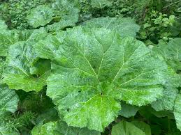 Attēlu rezultāti vaicājumam “Arctium lappa leaf”