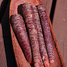 Attēlu rezultāti vaicājumam “Daucus sativus”