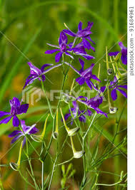Attēlu rezultāti vaicājumam “Consolida regalis flower”