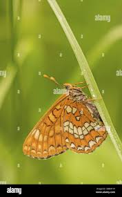 Attēlu rezultāti vaicājumam “Euphydryas maturna larva”