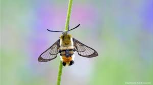 Attēlu rezultāti vaicājumam “Hemaris tityus”