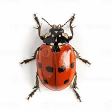 Attēlu rezultāti vaicājumam “Endomychus coccineus”