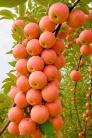 Attēlu rezultāti vaicājumam “Malus prunifolia fruit”
