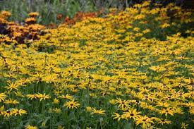 Image result for Rudbeckia Paradisio