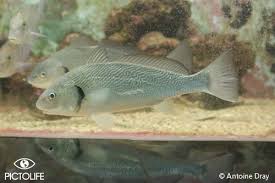 Image result for Umbrina cirrosa