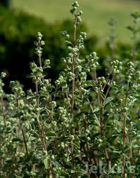 Image result for Origanum majorana