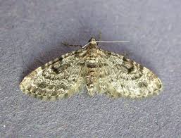 Attēlu rezultāti vaicājumam “Eupithecia tantillaria”