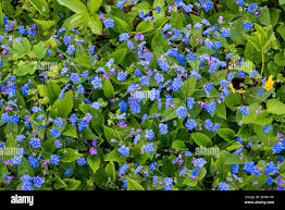 Attēlu rezultāti vaicājumam “Omphalodes verna flower”