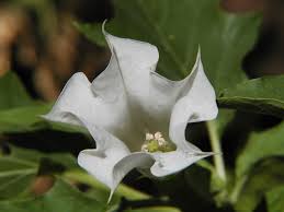Image result for Datura stramonium