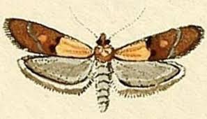 Attēlu rezultāti vaicājumam “Plodia interpunctella”